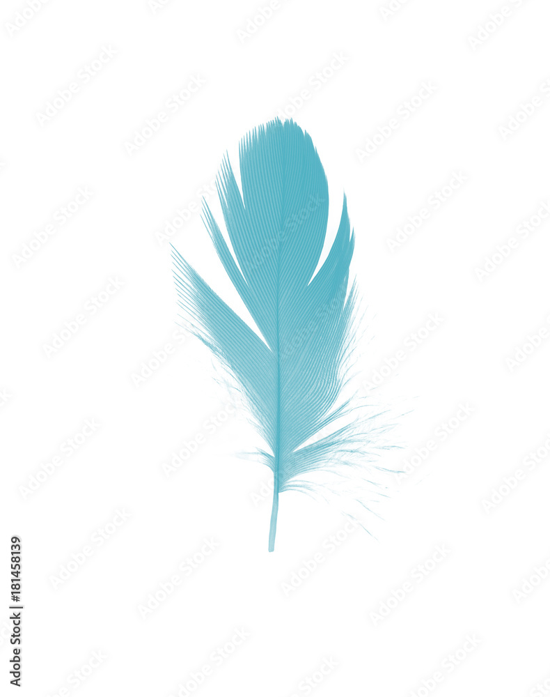 Fototapeta premium feather color turquoise emerald green on white background 