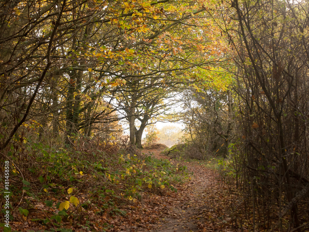 Naklejka premium autumn bare branches overcast dull dark forest wood yellow leaves fall