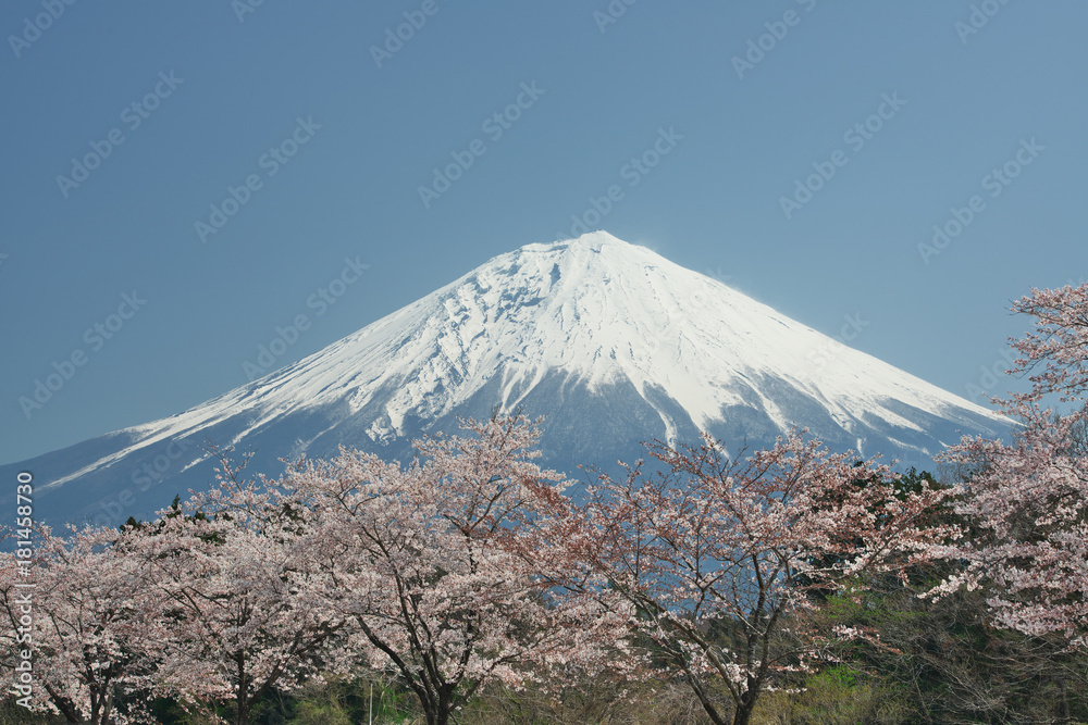 Fototapeta premium Wiśniowe kwiaty i Mt Fuji w pełnym rozkwicie