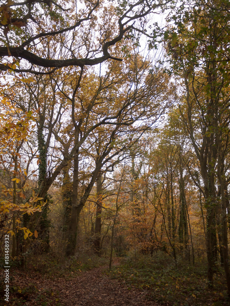 autumn red orange tree leaves brown autumn overcast moody sky background space country landscape autumn red orange tree leaves brown autumn overcast moody sky background space country landscape
