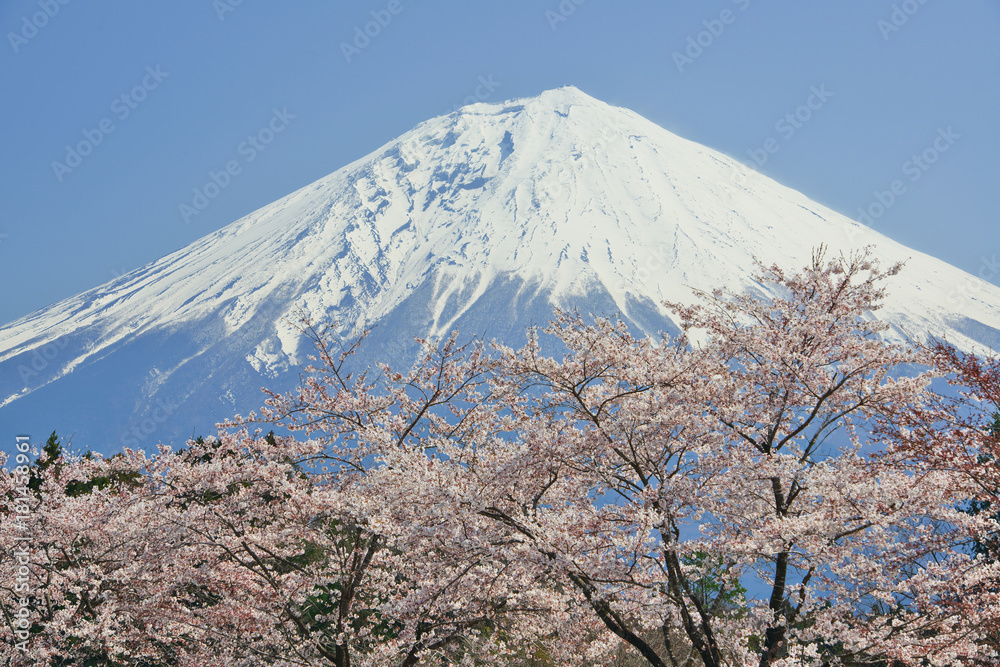 Fototapeta premium Wiśniowe kwiaty i Mt Fuji w pełnym rozkwicie