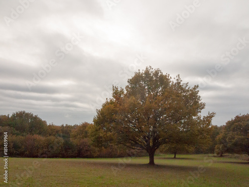 beautiful autumn leaf tree outside landscape plain cloudy sky