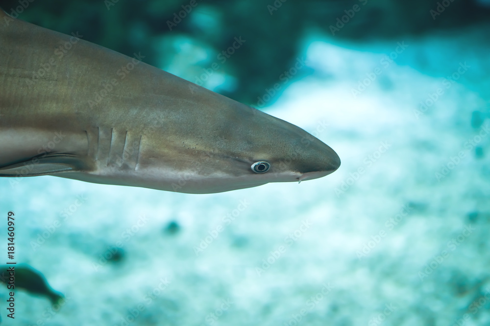 Naklejka premium Reef shark closeup in the ocean