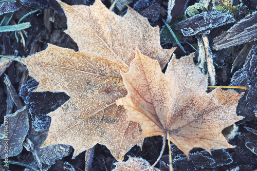 Two fading forsted maple leaves on frosted grass photo