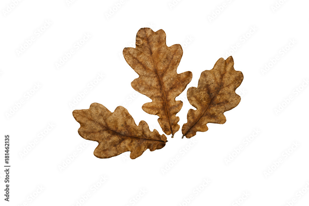 Obraz premium Leaves on a white background