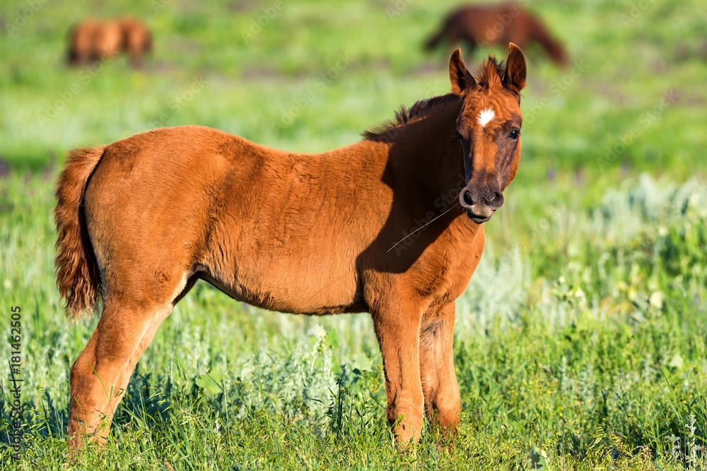 Foal of wild horses grazing on summer meadow Foal of wild horses grazing on summer meadow