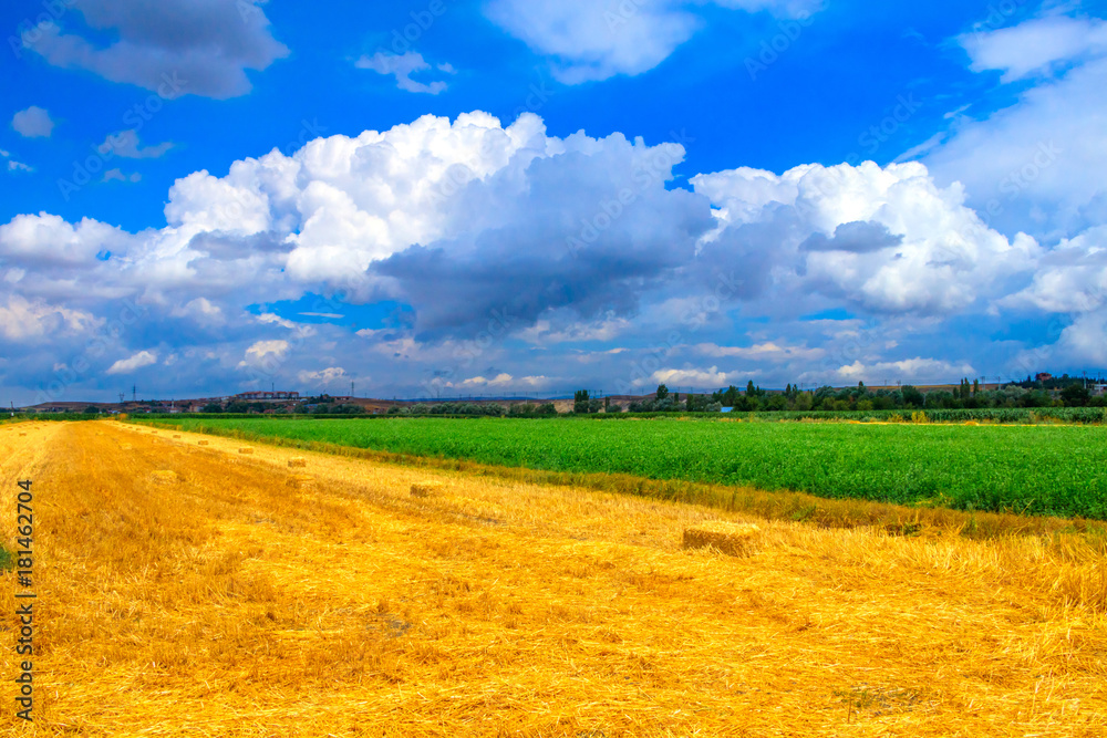 Wheat field and cumulus clouds