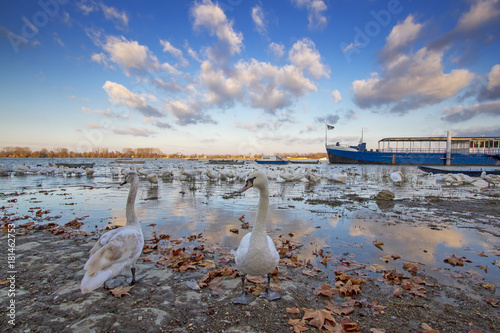 Beautiful Swans on the Danube river in Zemun,Serbia