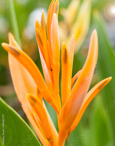 Flower bird of paradise © yongyut