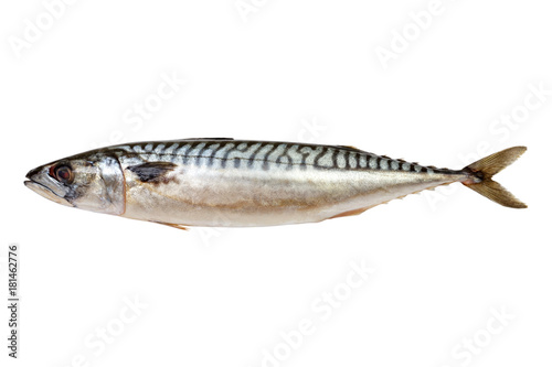 Fresh Mackerel fish isolated on white background