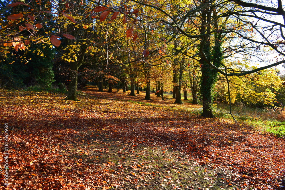 A Picture of Autumn - English Fall