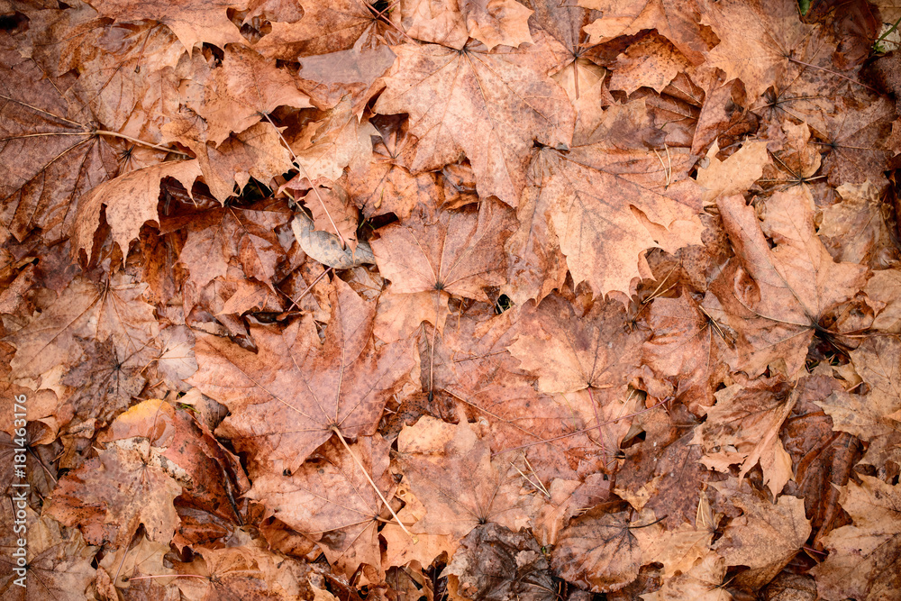 Fallen autumn maple leaves in the autumn forest, top view, flat lay. Background