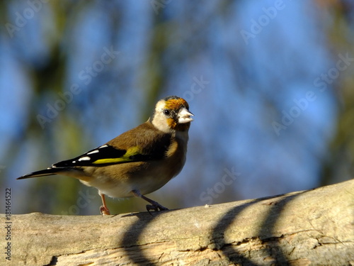 Goldfinch © sundodger