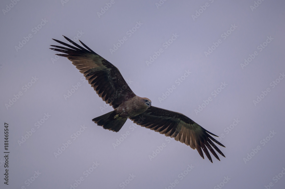 Obraz premium Bird in hunting mode