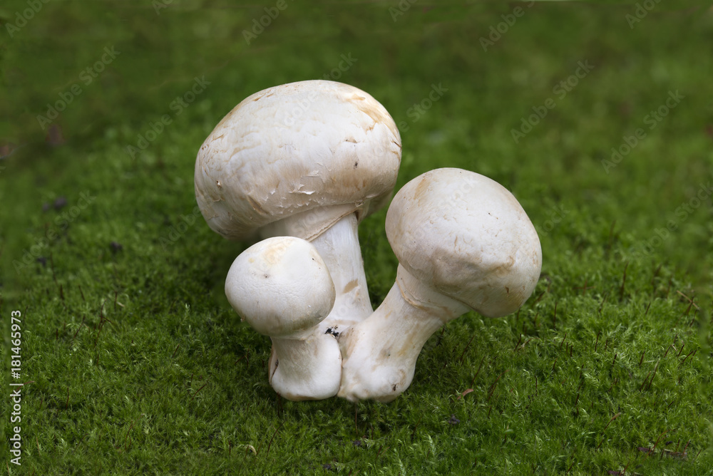 Moss and mushrooms Moss and mushrooms