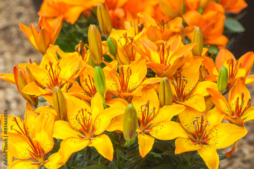 Obraz premium Yellow daylilies. Hemerocallis lilioasphodelus.