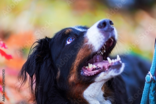 Bernese mountain dog with autumn colors in background