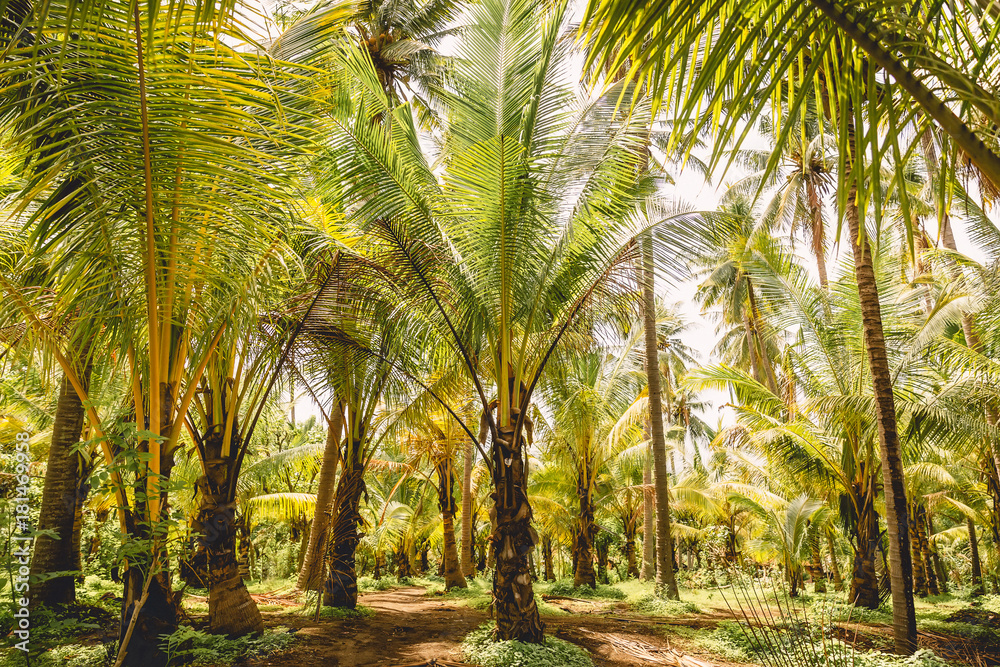 Obraz premium Coconut palms in tropical island. Forest of palms