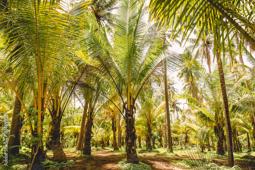Coconut palms in tropical island. Forest of palms