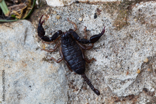 Scorpion of the species Euscorpius italicus photo