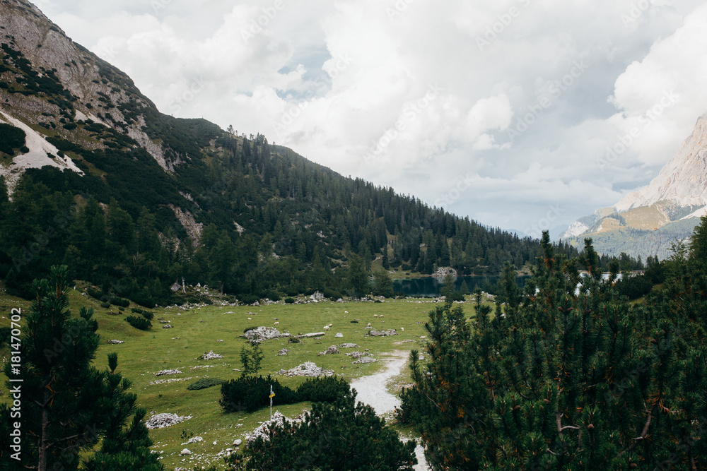 Nature in the summer Alps