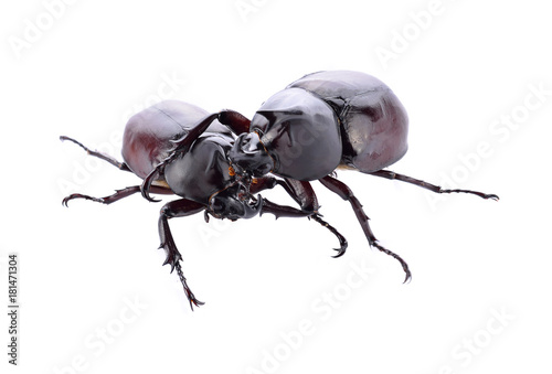 Beetle isolated on white background