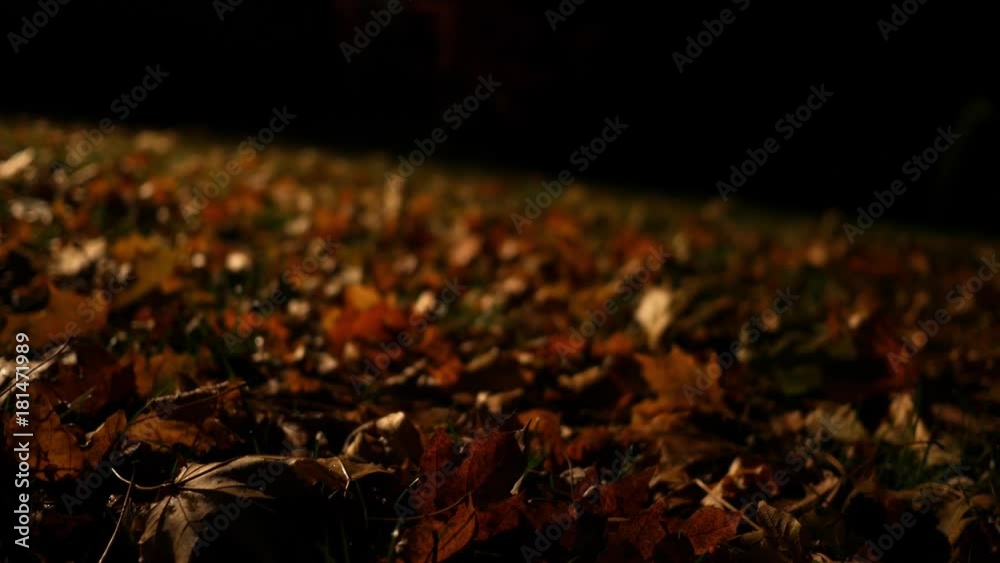 Camera slides over dried autumn leaves on the grass at night ALT