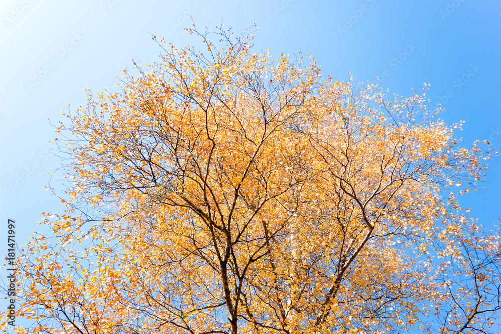 Beautiful and bright autumn trees in blue sky background. Beautiful and bright autumn trees in blue sky background.