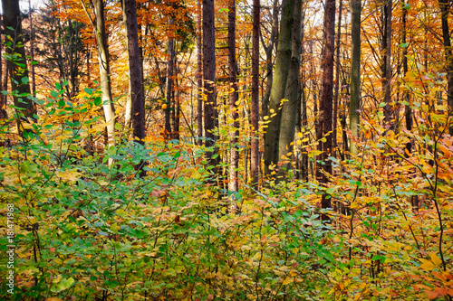 Fototapeta Naklejka Na Ścianę i Meble -  Laubwald im Herbst