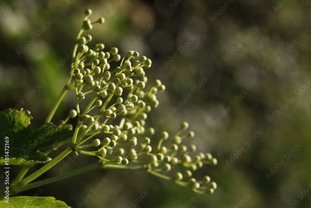 Knospen am Schwarzen Holunder (Sambucus nigra) Knospen am Schwarzen Holunder (Sambucus nigra)