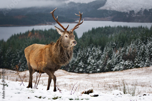 Red Deer (Cervus Elaphus) in Loch Lomond and Trossachs National Park in Winter photo
