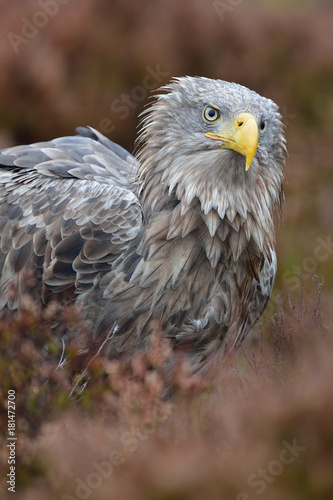 White-tailed Eagle in autumn colors. Eagle in autumn bog.