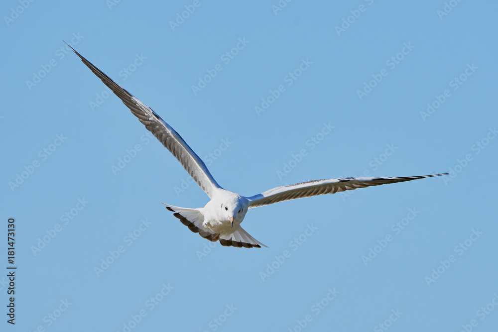 White seagull in flight