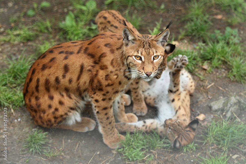Fototapeta premium Euroasian lynx in the bavarian national park in eastern germany, european wild cats, animals in european forests, lynx lynx 