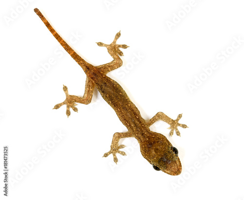 Baby lizard or gecko