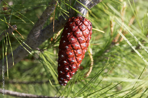 Cone of an Aleppo pine