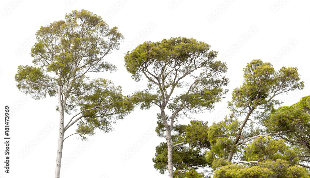 Isolated trees on white background in autumn. Isolated trees on white background in autumn.