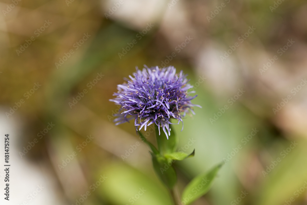 Macro photo of a Jasione heldreichii flower Macro photo of a Jasione heldreichii flower