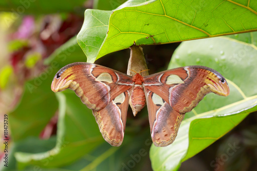 Large Atlas moth tropical butterfly (Attacus atlas) resting