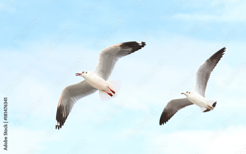 seagull flying in the sky seagull flying in the sky