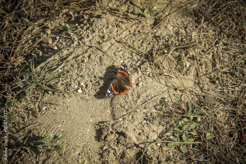 beautiful butterfly stay on soil. nature background photo