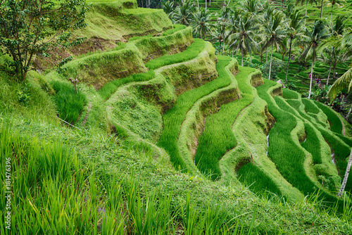 Pano of rice field.
