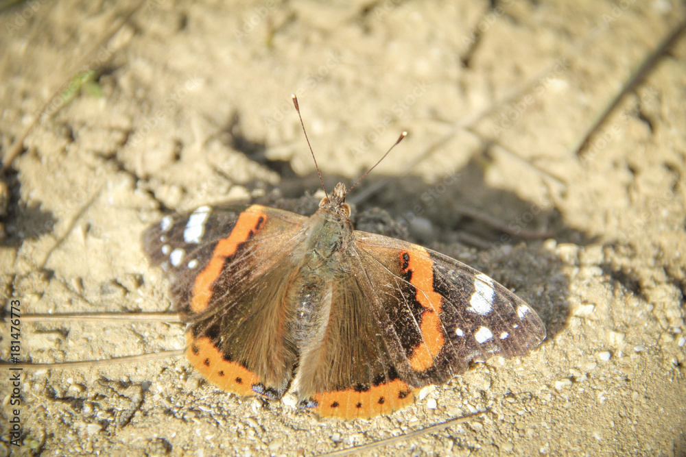 Close-up photo of orange-black butterfly on dry soil with small fledgling plants Close-up photo of orange-black butterfly on dry soil with small fledgling plants