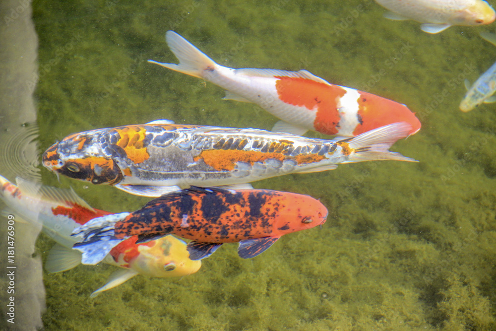 orange white koi carp fish Stock Photo