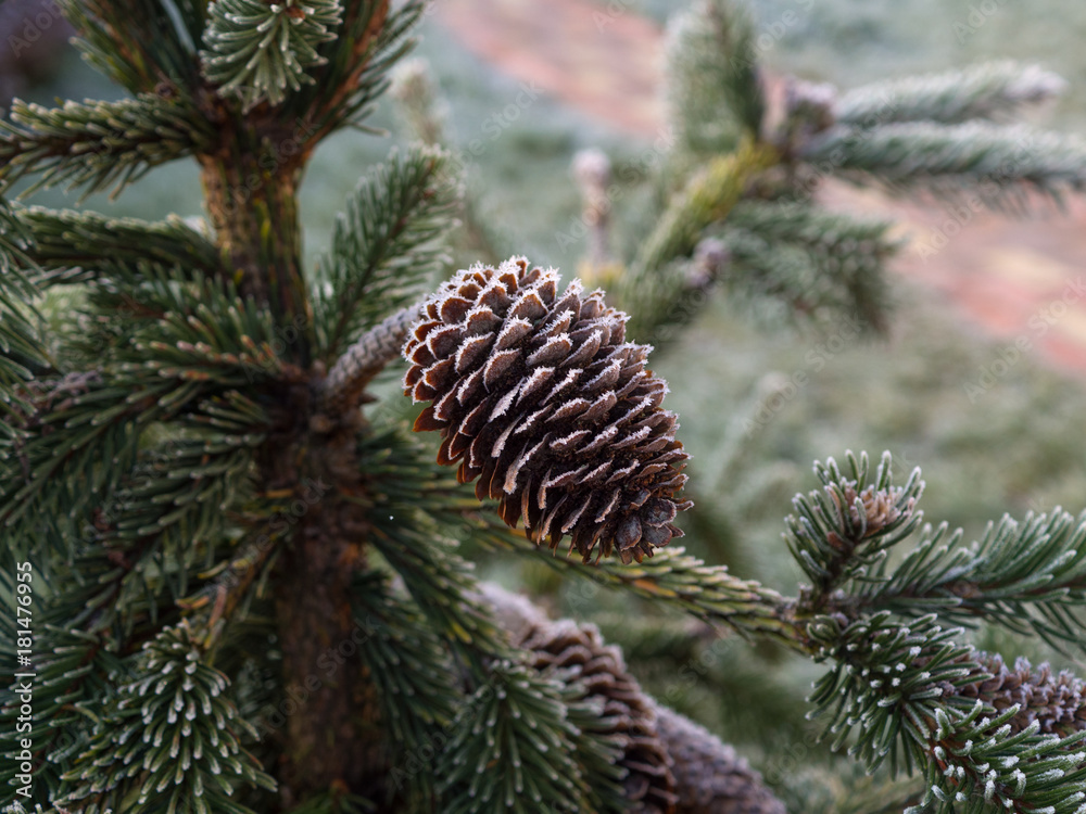 Rare conifers. Christmas. Cold twenty-five degree Celsius below zero. Brown cones Christmas tree needles are covered with frost, macro. Background.
