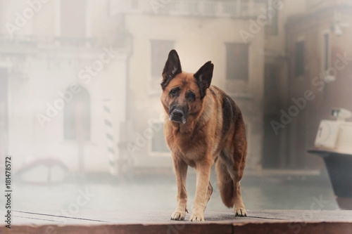 Ein Deutscher Schäferhund in Venedig