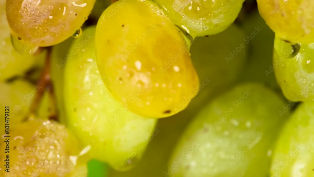 Grape Colors of Amber. Bunch of green grapes covered with transparent water droplets rotates slowly in front of camera Grape Colors of Amber. Bunch of green grapes covered with transparent water droplets rotates slowly in front of camera