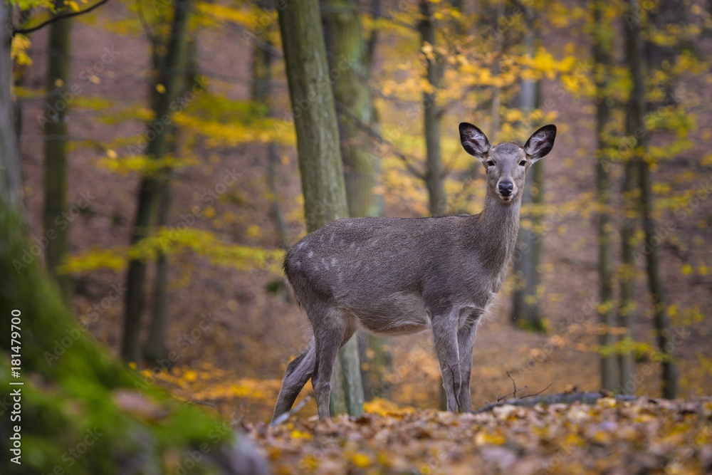 Sika deer, (Cervus nippon), female, autumn forest Sika deer, (Cervus nippon), female, autumn forest