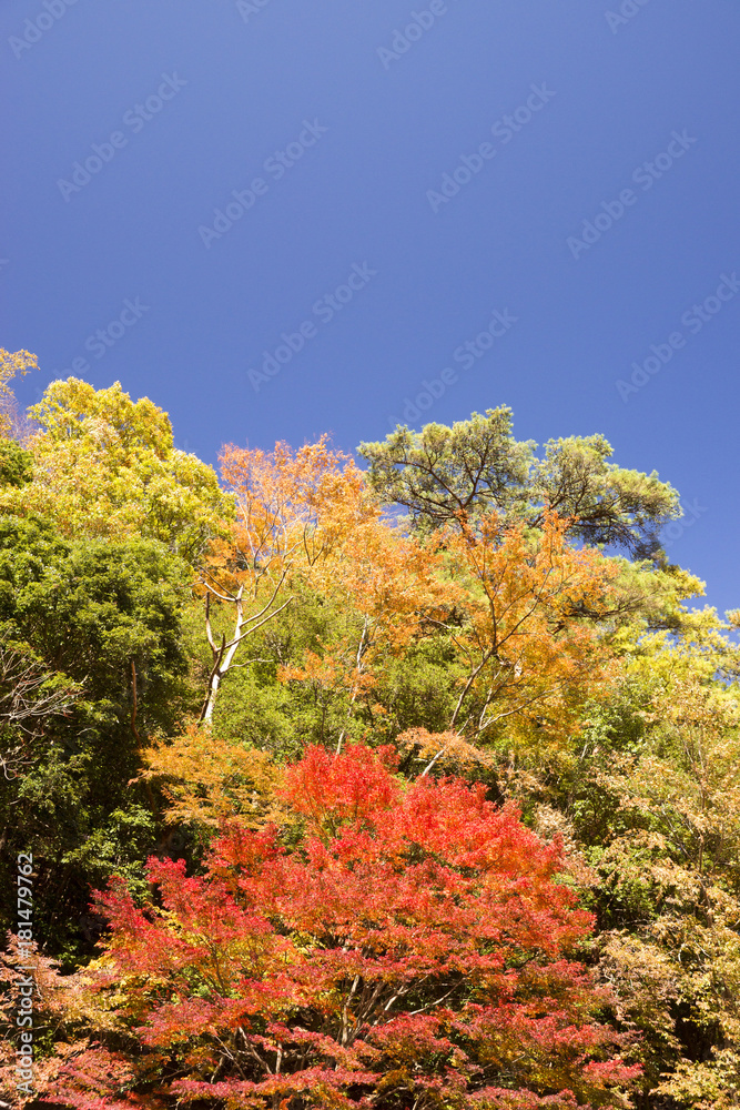紅葉風景 奈良 紅葉風景 奈良