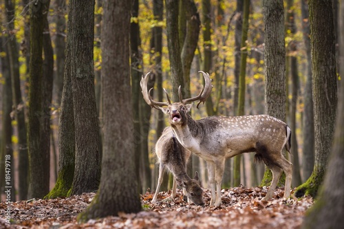 Fallow deer (Dama dama), rutting season, male, female © Martina